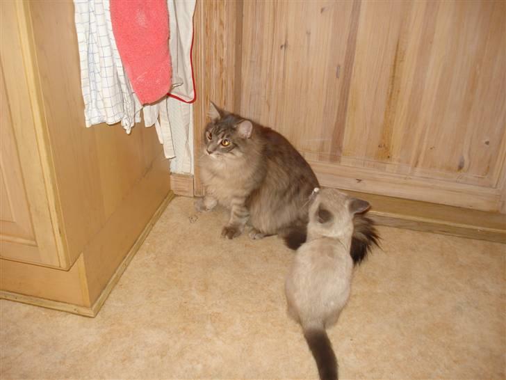 Maine Coon ingolf billede 4