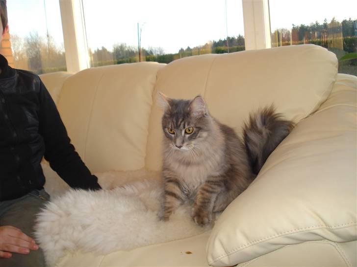 Maine Coon ingolf billede 5