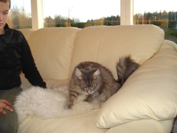 Maine Coon ingolf billede 6