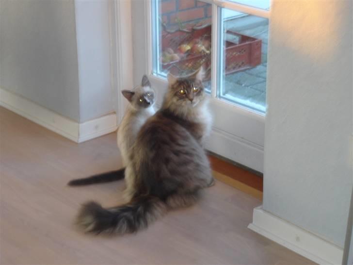 Maine Coon ingolf billede 7