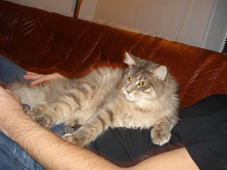 Maine Coon ingolf billede 9