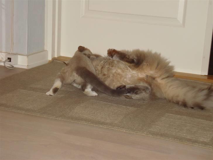 Maine Coon ingolf billede 10