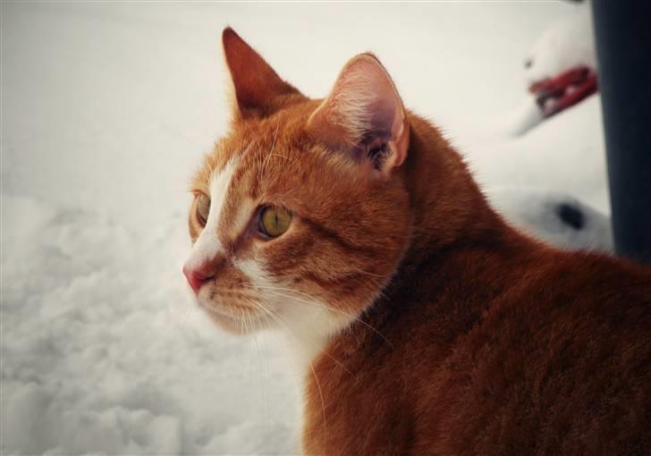 Huskat Oliver (Olle) - Velkommen til den smukke Olivers profil! :) billede 1