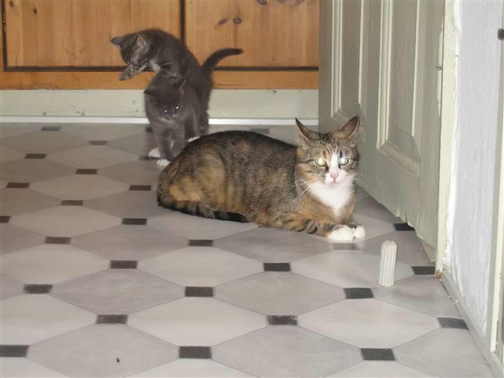 Huskat mini billede 12