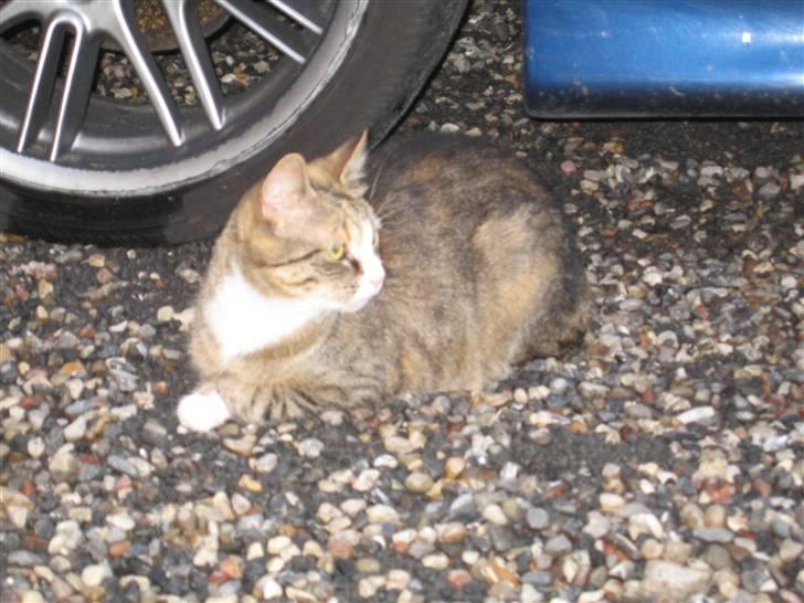 Huskat mini billede 13