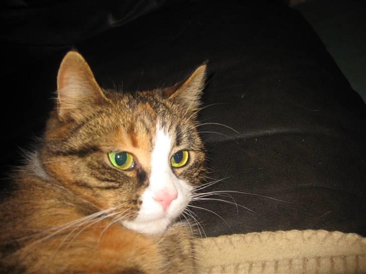 Huskat mini billede 14