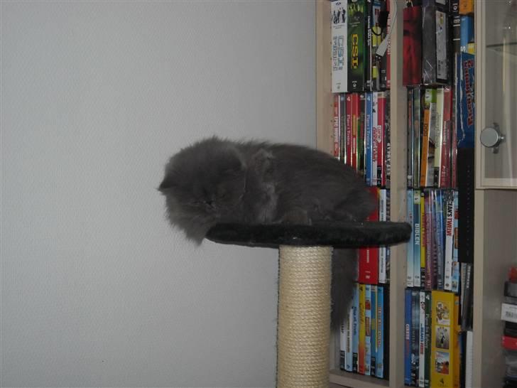 Perser Boris. R.I.P billede 14