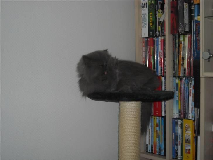 Perser Boris. R.I.P billede 15