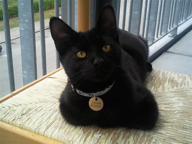 Huskat Laban (død 21.4.2010) - her nyder vi det gode vejerpå terassen billede 1