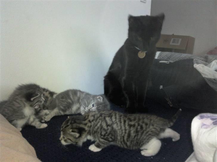 Huskat Laban (død 21.4.2010) - Laban som babysitter for sine mindre søskende billede 2