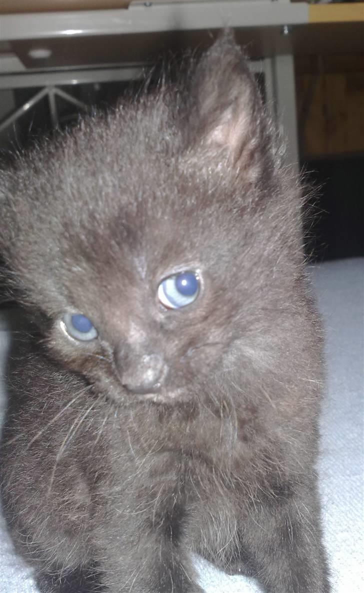 Huskat Laban (død 21.4.2010) - erjeg ikke bare CUTE??? billede 3