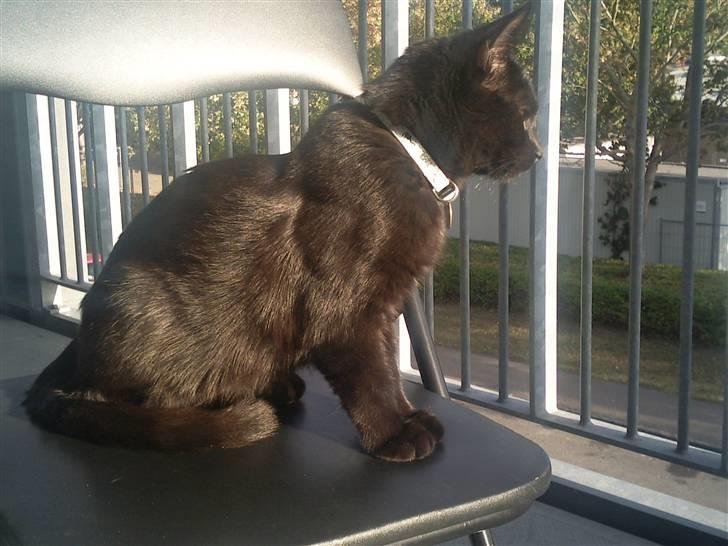 Huskat Laban (død 21.4.2010) billede 6