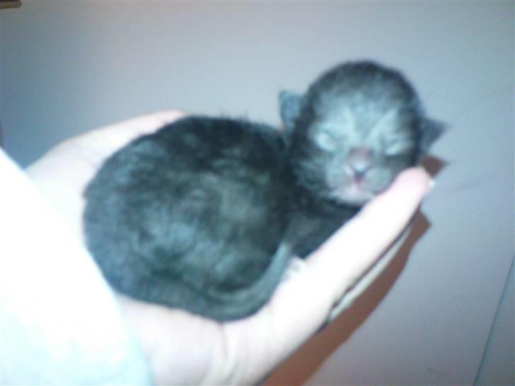 Huskat Laban (død 21.4.2010) - her er han kun et par dage gammel billede 7