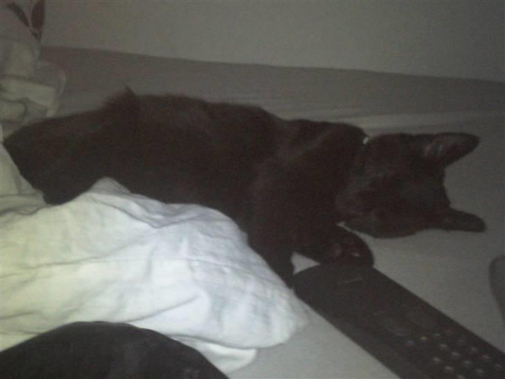 Huskat Laban (død 21.4.2010) billede 8