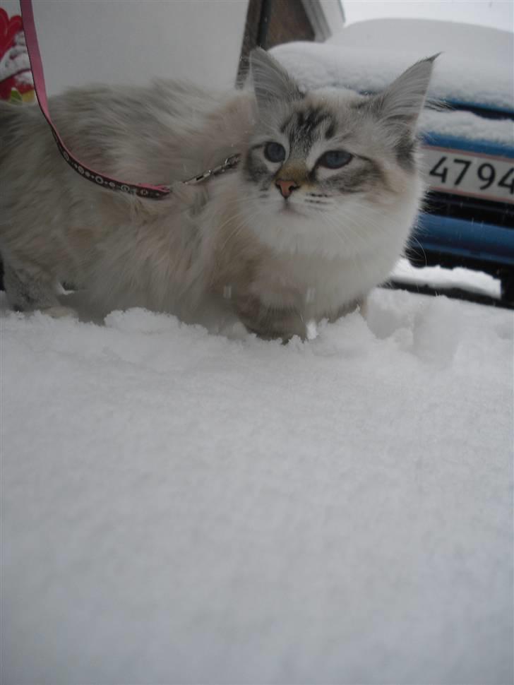 Hellig Birma DK Rosenlysts Zebra(Diva) billede 19