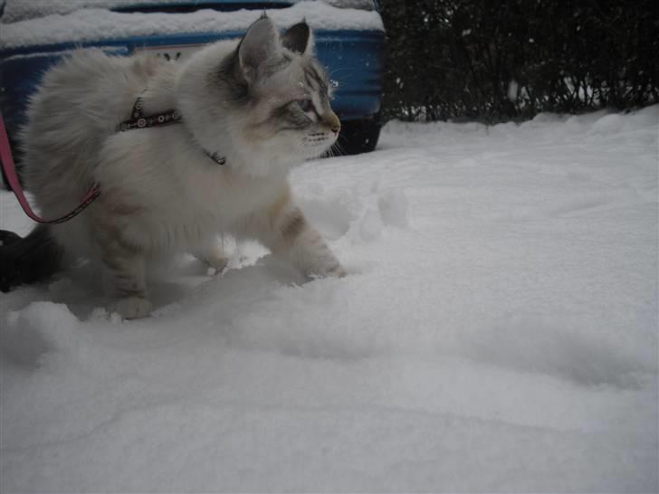 Hellig Birma DK Rosenlysts Zebra(Diva) billede 20