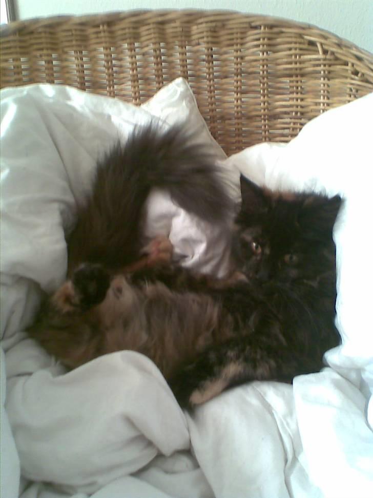 Maine Coon Apache - WEE.. Jeg HAR fire poter billede 6