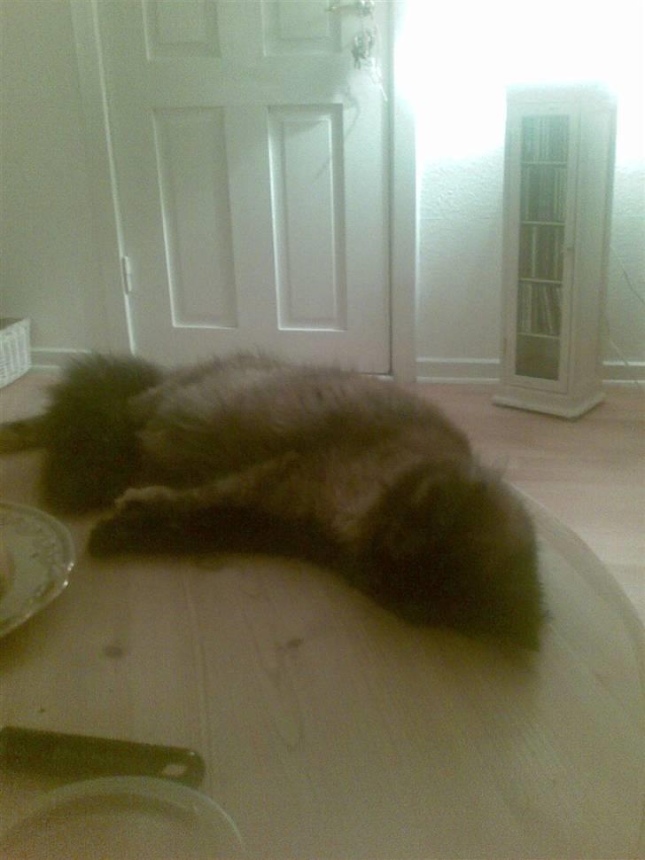 Maine Coon Apache - Nu er jeg bare træt, så indtager lige sofabordet billede 7