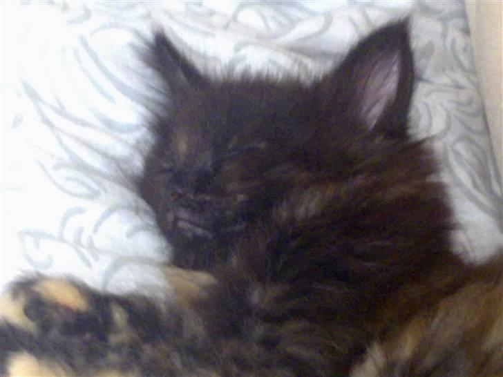 Maine Coon Apache billede 8