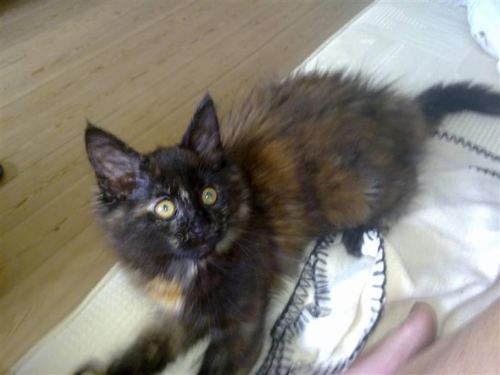 Maine Coon Apache - Ude på spilopper billede 9