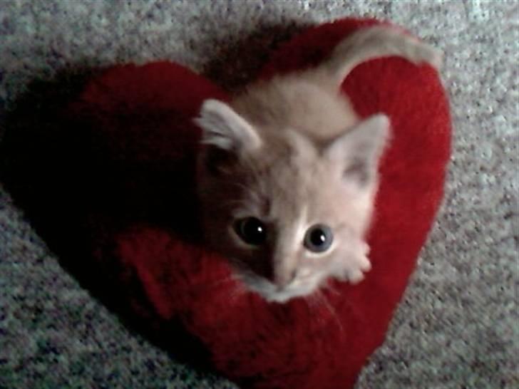 Blanding af racer Garfieldt den. 2. - Fille <3  hjerte katten., <33  billede 1