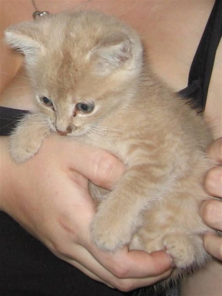 Blanding af racer Garfieldt den. 2. - fille <3 billede 2