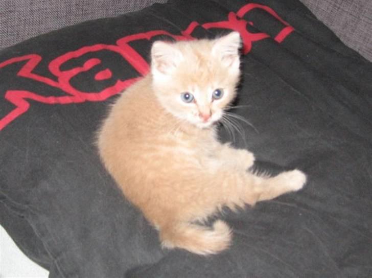 Blanding af racer Garfieldt den. 2. - fille <3 billede 3