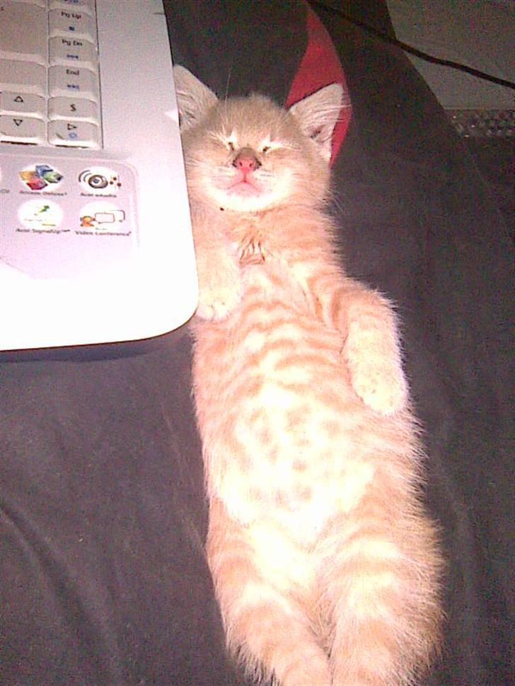 Blanding af racer Garfieldt den. 2. - sov sødt fille. <3 billede 4