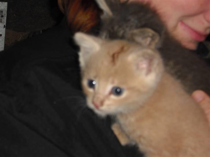 Blanding af racer Garfieldt den. 2. - fille <3 de første dage., billede 5