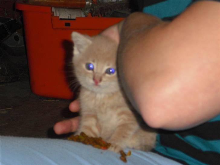 Blanding af racer Garfieldt den. 2. - fille <3 de første dage., billede 6