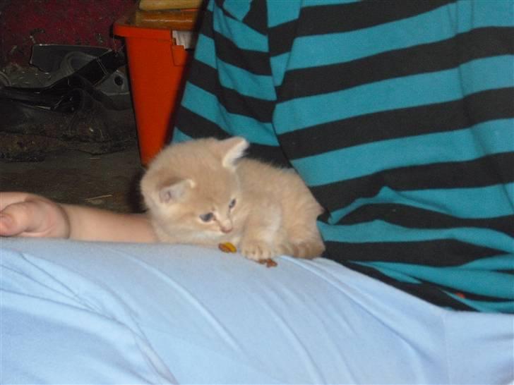 Blanding af racer Garfieldt den. 2. - fille <3 billede 7