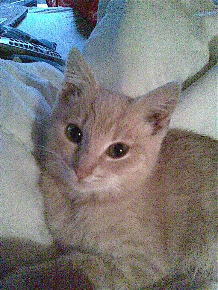 Blanding af racer Garfieldt den. 2. - fille <3 større.,  billede 8