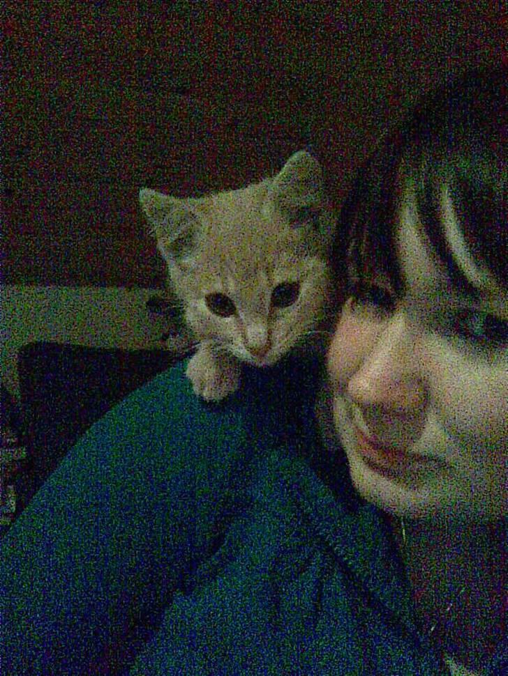 Blanding af racer Garfieldt den. 2. - fille <3 kravler., og siger hej.,  billede 9