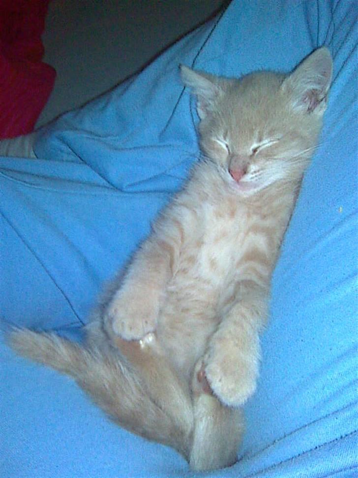 Blanding af racer Garfieldt den. 2. - sov sødt fille. <3 billede 10