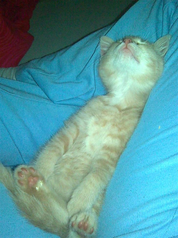 Blanding af racer Garfieldt den. 2. - sov sødt fille. <3 billede 11