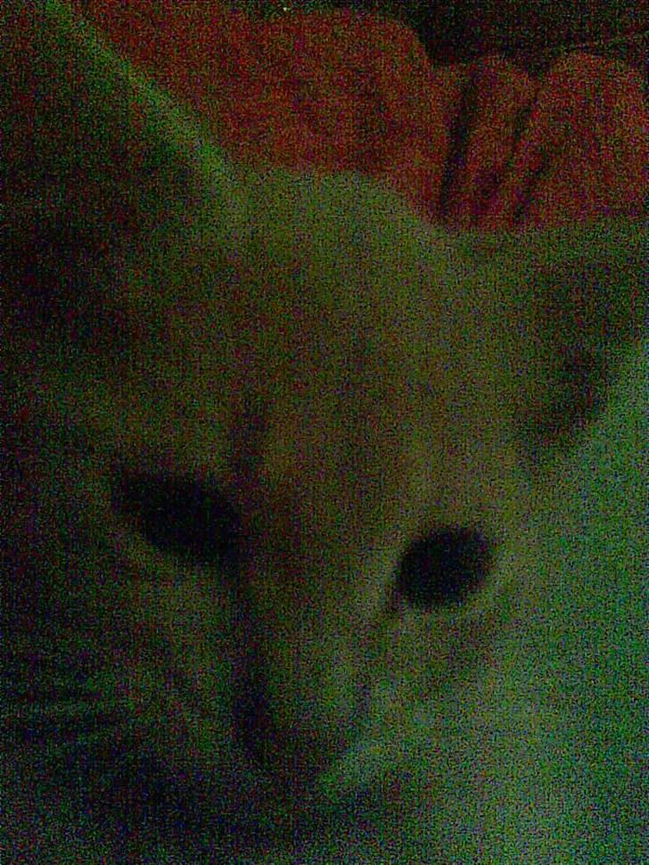 Blanding af racer Garfieldt den. 2. - fille <3 billede 12