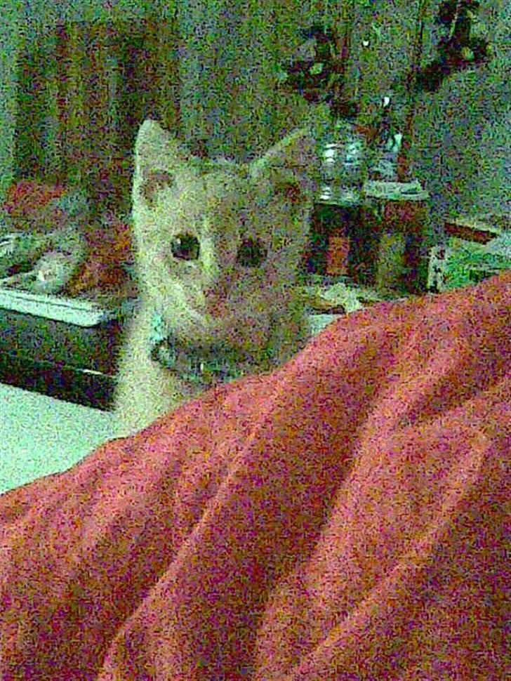 Blanding af racer Garfieldt den. 2. - frække fille <3 billede 13