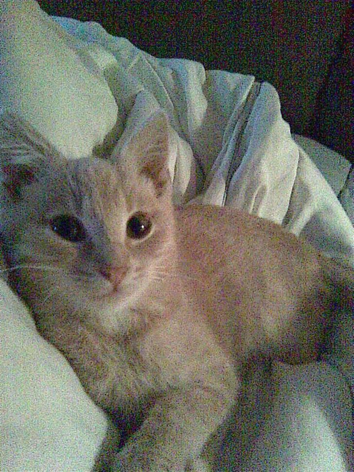 Blanding af racer Garfieldt den. 2. - fille <3 større.,  billede 14