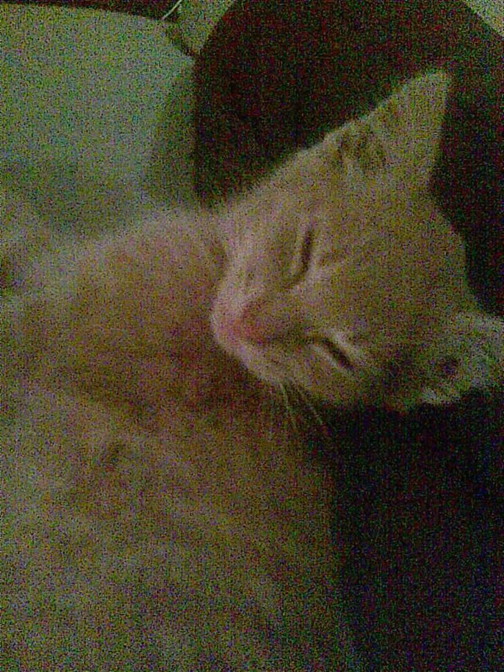 Blanding af racer Garfieldt den. 2. - sov sødt fille. <3 billede 15