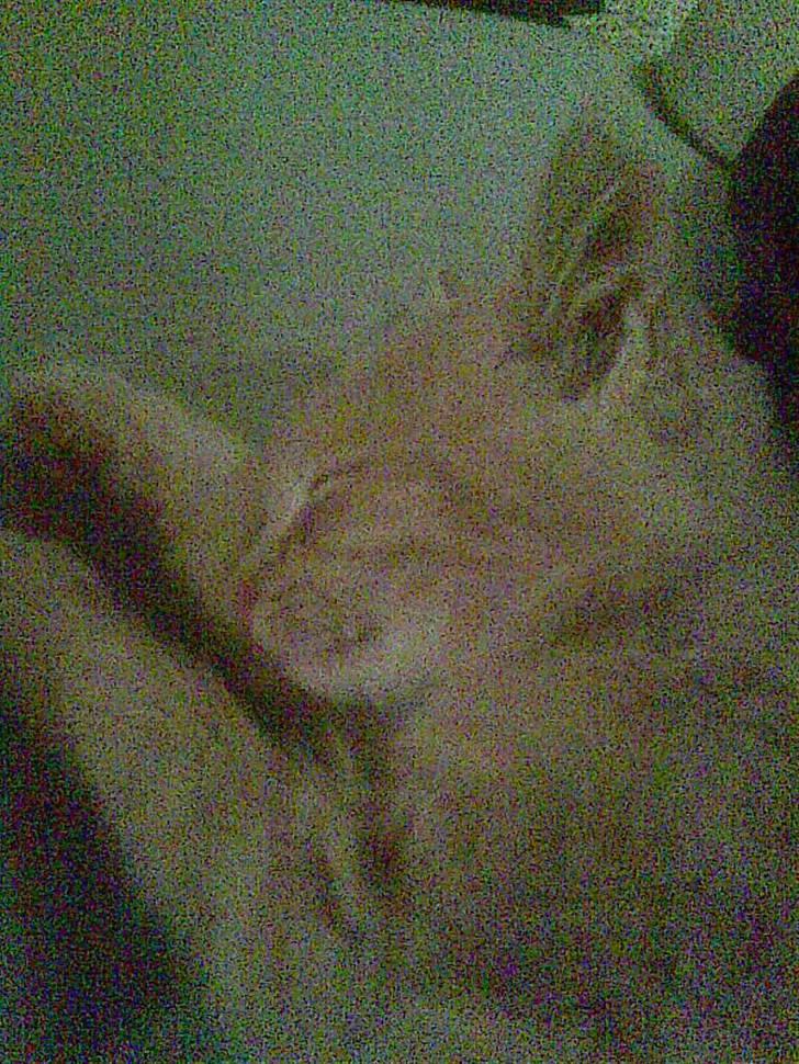 Blanding af racer Garfieldt den. 2. - sov sødt fille. <3 billede 16