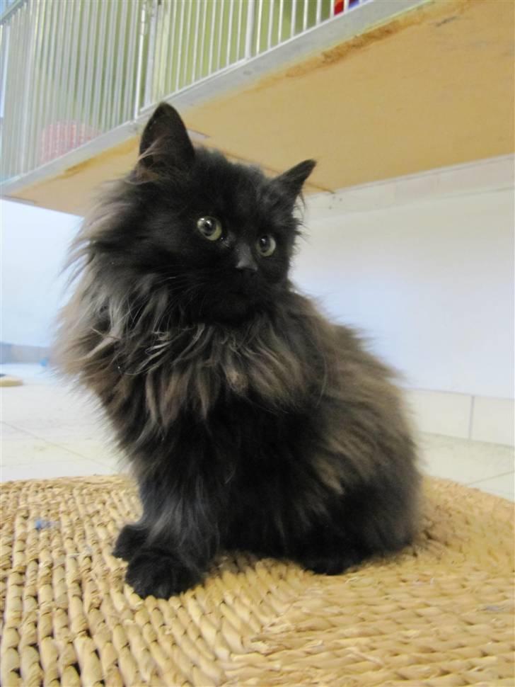 Blanding af racer Grethe - Grethe hos KV 21. december 09 billede 1