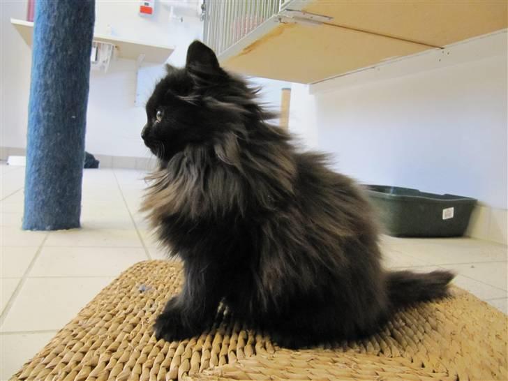 Blanding af racer Grethe - Grethe hos KV 21. december 09 billede 2