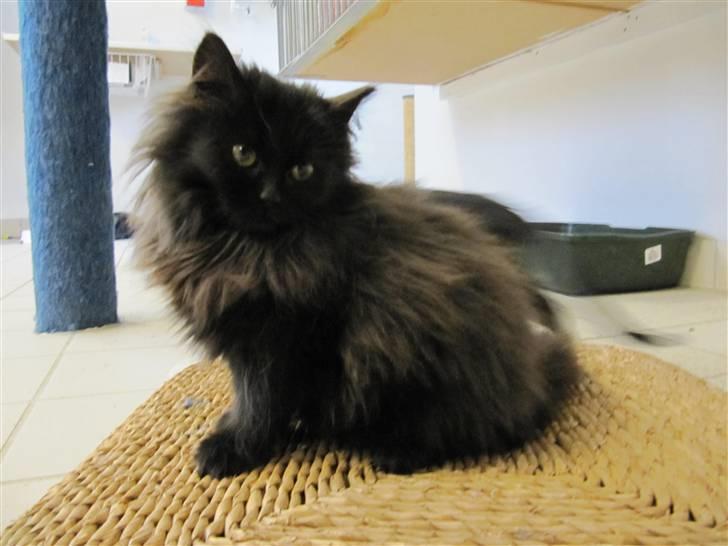 Blanding af racer Grethe - Grethe hos KV 21. december 09 billede 3