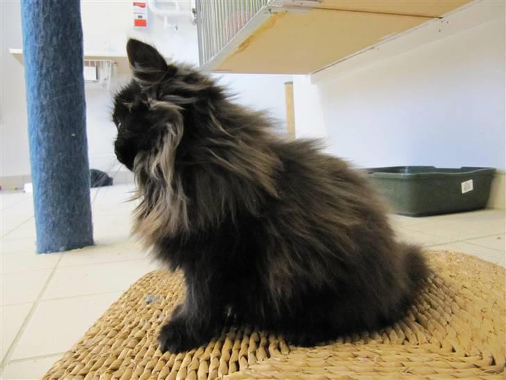 Blanding af racer Grethe - Grethe hos KV 21. december 09 billede 4