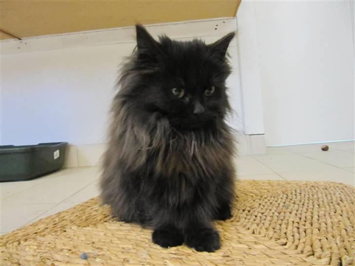 Blanding af racer Grethe - Grethe hos KV 21. december 09 billede 5