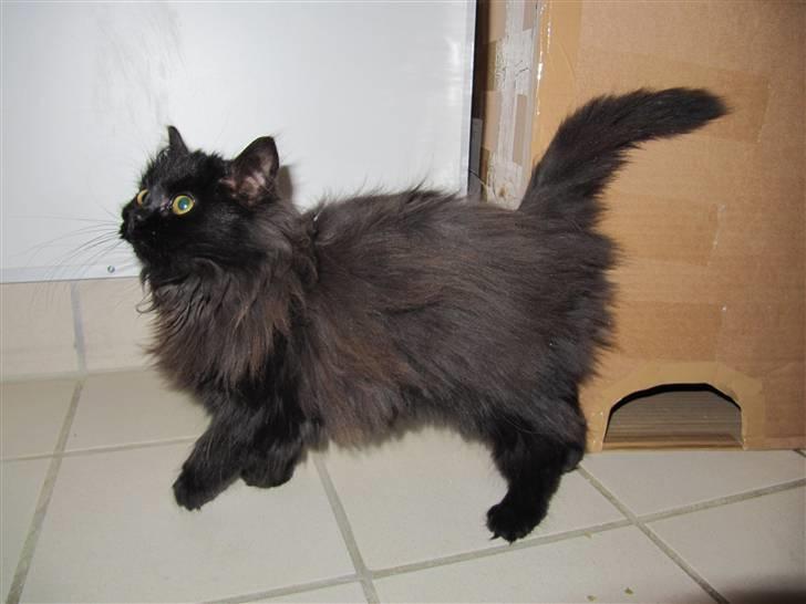 Blanding af racer Grethe - Grethe hos KV 21. december 09 billede 6