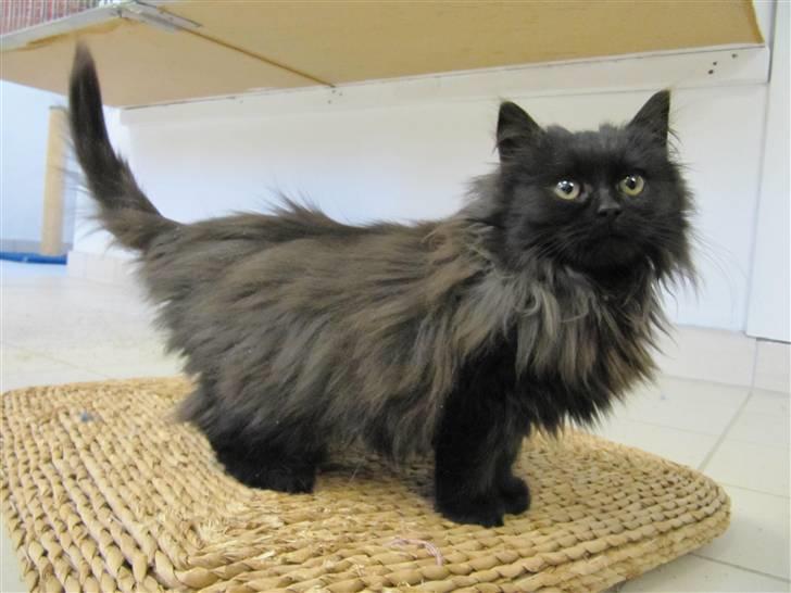 Blanding af racer Grethe - Grethe hos KV 21. december 09 billede 7