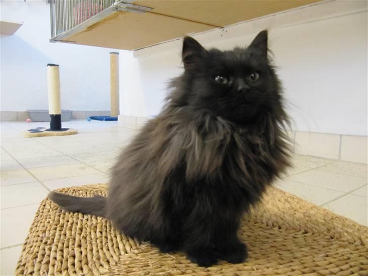 Blanding af racer Grethe - Grethe hos KV 21. december 09 billede 8