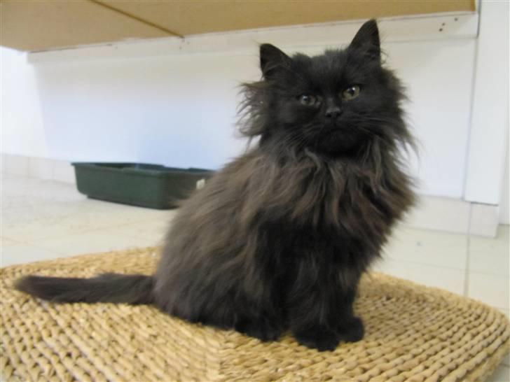 Blanding af racer Grethe - Grethe hos KV 21. december 09 billede 9