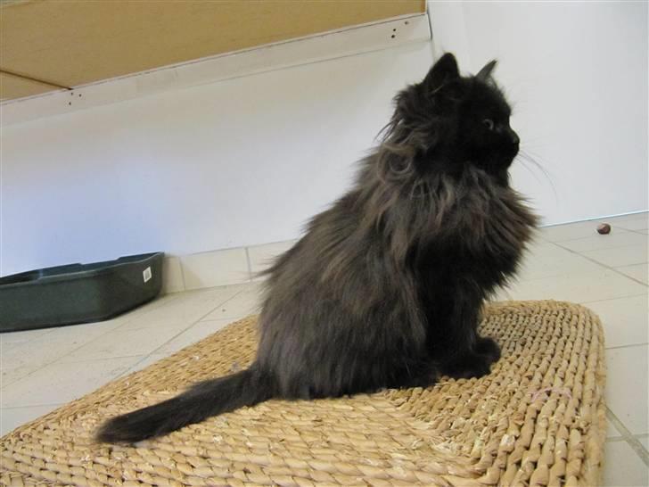 Blanding af racer Grethe - Grethe hos KV 21. december 09 billede 10